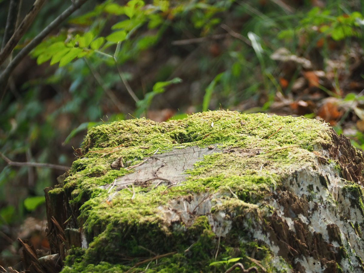PurpleForestCo's tweet photo. #TheForestWhispers with #PurpleForest 🌳
#Moss teaches us to: "Bring gentleness to harsh situations and find beauty in overlooked places" ✨

#tuesdaymotivations #TrendingNow #NatureBeauty #MindfulMoments https://t.co/4ML5zswZ9k