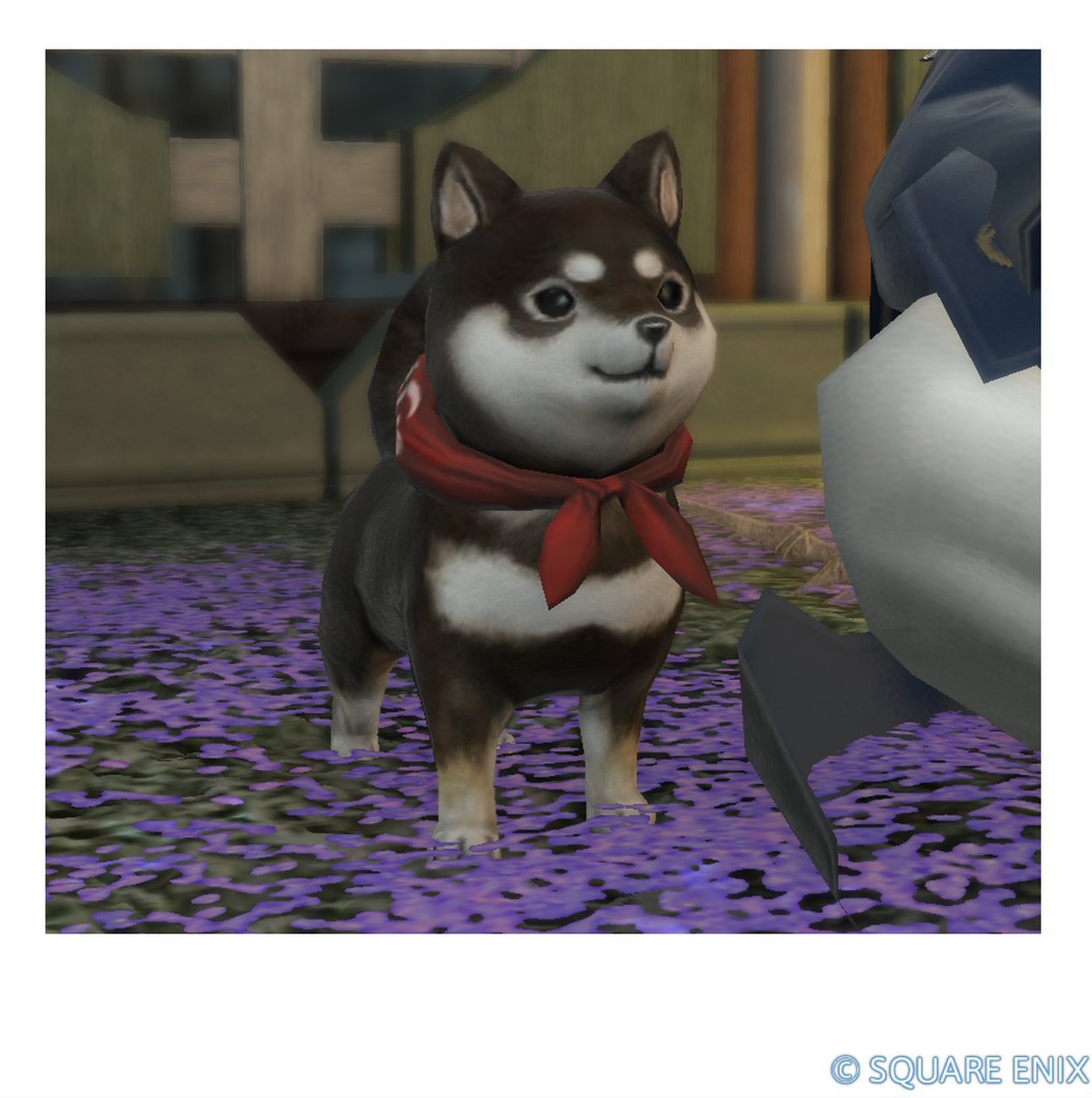 フレンドさんからブラインド攻略の達成祝で黒柴ちゃんをいただきました🥰🥰
あまりにも可愛いがすぎる😊💕