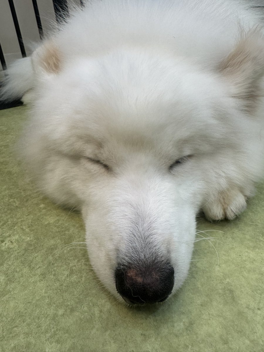 iPhoneロック画面変わりました📱
可愛すぎるサモエドちゃんになりました🐶

動物大好き人間だから本当は毎日動物に囲まれながら生きていたい😓