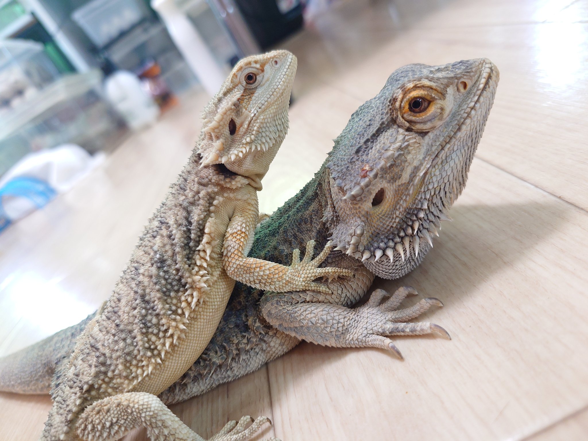 Starmania 冬眠的地鼠君 鍾離 盤石芽生の花 ガレージキット Starmania 冬眠的地鼠君 鍾離 盤石芽生の花 ガレージキット 云