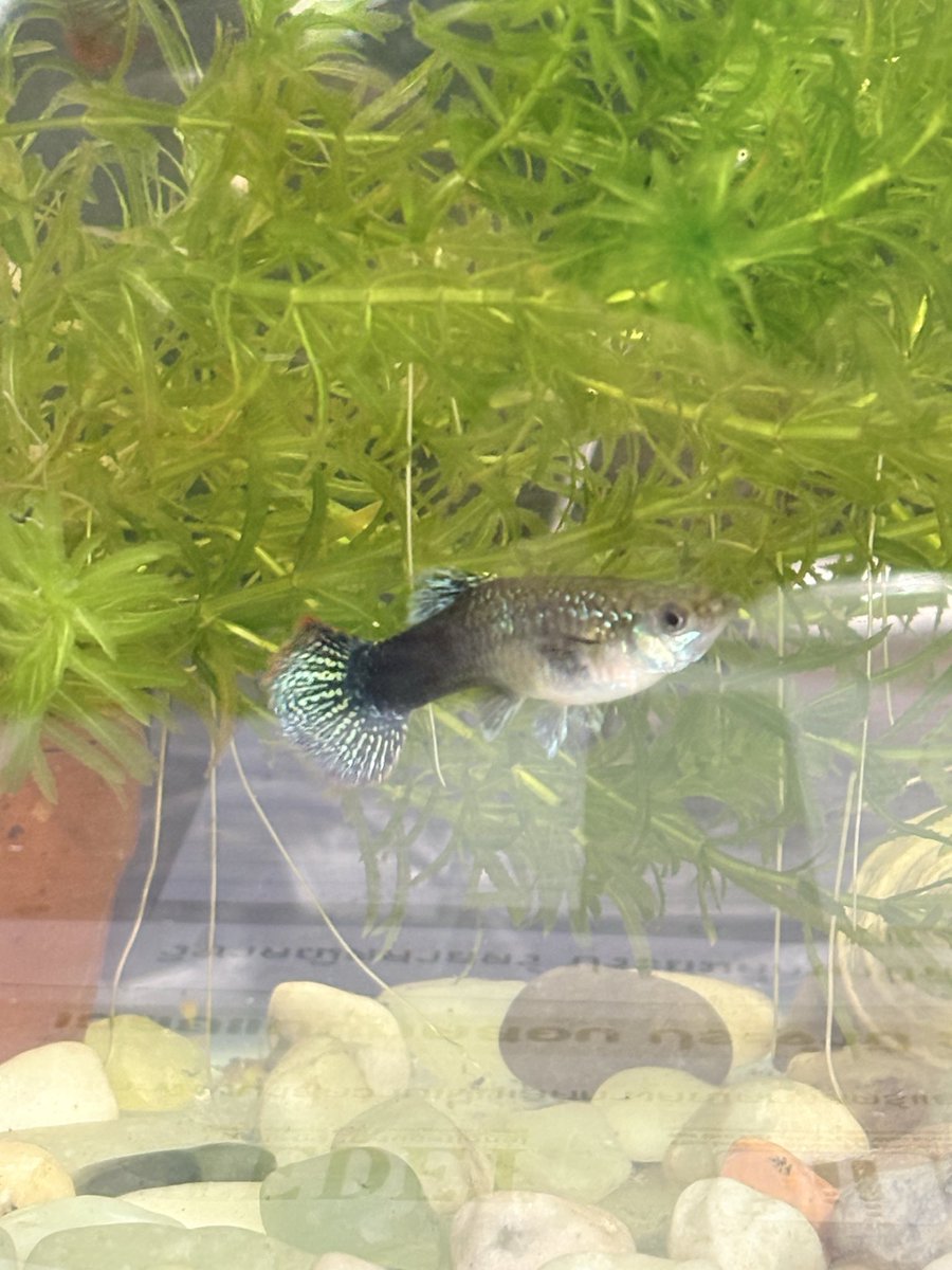 ลุกพิ่เมวกรุ้ดส์ tweet media