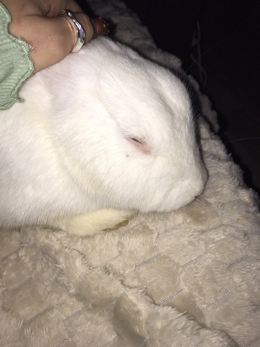 milkyRIS's tweet photo. J’ai trop mal au cœur, ma fille mon amour mon bébé nous a quitté. On avait encore tellement de temps à passer ensemble🥹 https://t.co/bry1Nmc09S