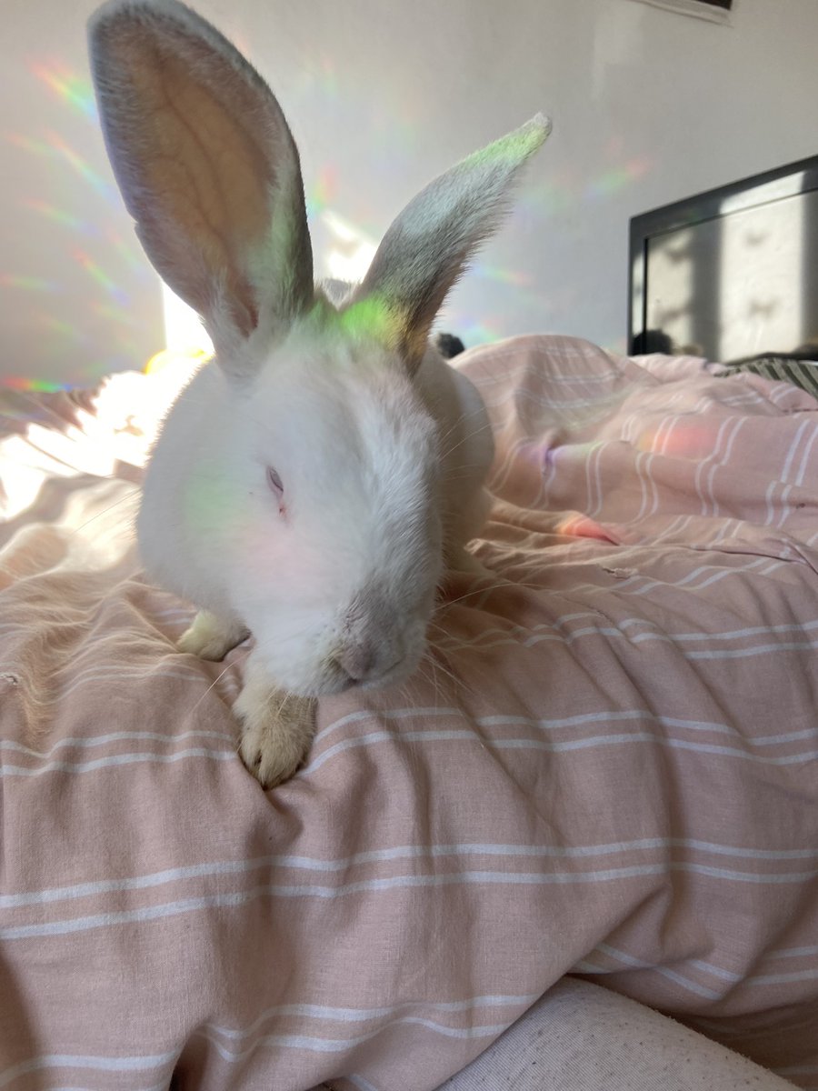 milkyRIS's tweet photo. J’ai trop mal au cœur, ma fille mon amour mon bébé nous a quitté. On avait encore tellement de temps à passer ensemble🥹 https://t.co/bry1Nmc09S