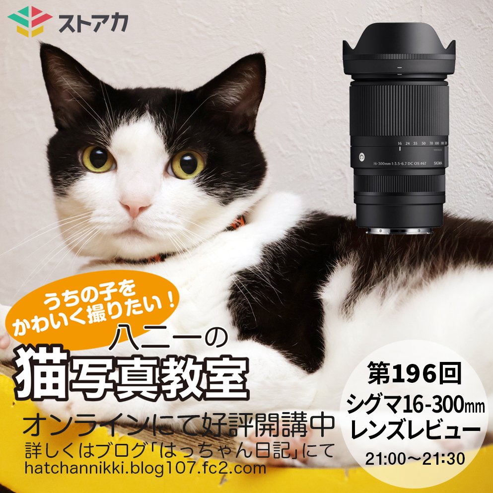 hanihajime's tweet image. わかりやすくて楽しいと大好評！ 
八二一の猫写真教室

第196回10月10日（金）は
シグマ16-300ミリレンズレビュー

興味のあるテーマのみの受講も大歓迎です。

スマホでOK！
顔出しなしでOK！
受講料1,200円

教室詳細はブログ「はっちゃん日記」にて 
bit.ly/3sOYAgU