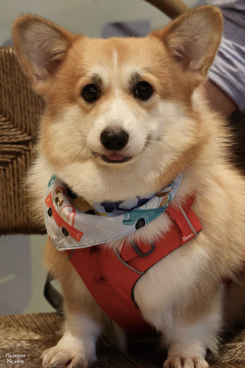 shiori22rir's tweet image. 🐶: I’m not barking, I don’t bite, and I can behave properly. I’m a good girl, right?

@octotul #tul_pakorn 
#Mushu #AlwaysTulgether