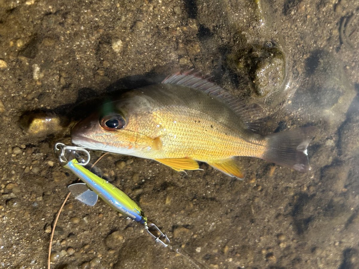 ニシネデンプシーテールユーズド3ヶセットユーズド ニシネデンプシーテールユーズド3ヶセットユーズド ニシネ