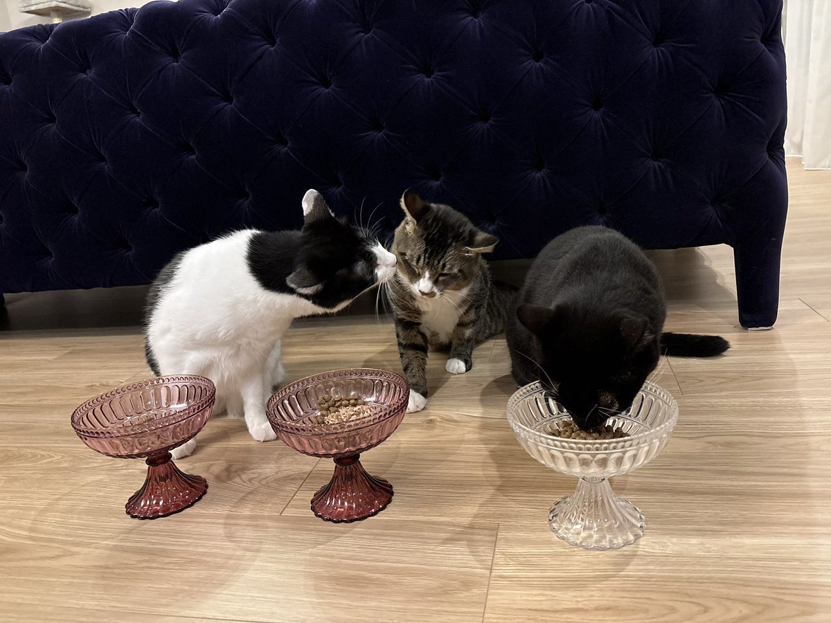 じゃこ天…ついに弟認定もらえたね 泣ける😭