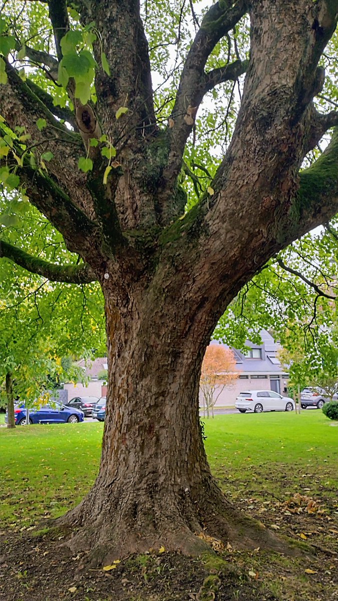 Happy, healthy #ThickTrunkTuesday  to all empathetic, adorable, peaceful Nature lovers 🌳🍃👫🍁🚵‍♂️🍂
#Trees #Forests #Climate #TreeRide #NatureLovers #MakeLoveNotWar #DemocracyMatters #ScienceMatters #AnimalRights  #HumanRights