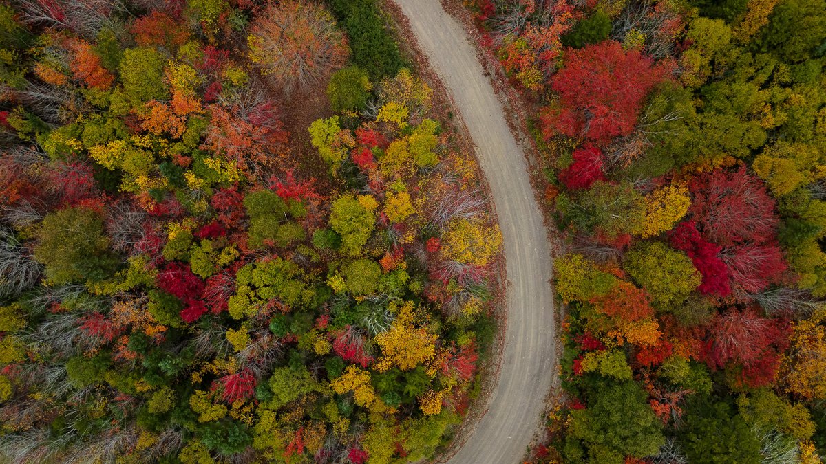 kylehebb's tweet photo. The Last Light of Leaves https://t.co/8fb5YlB4Q6