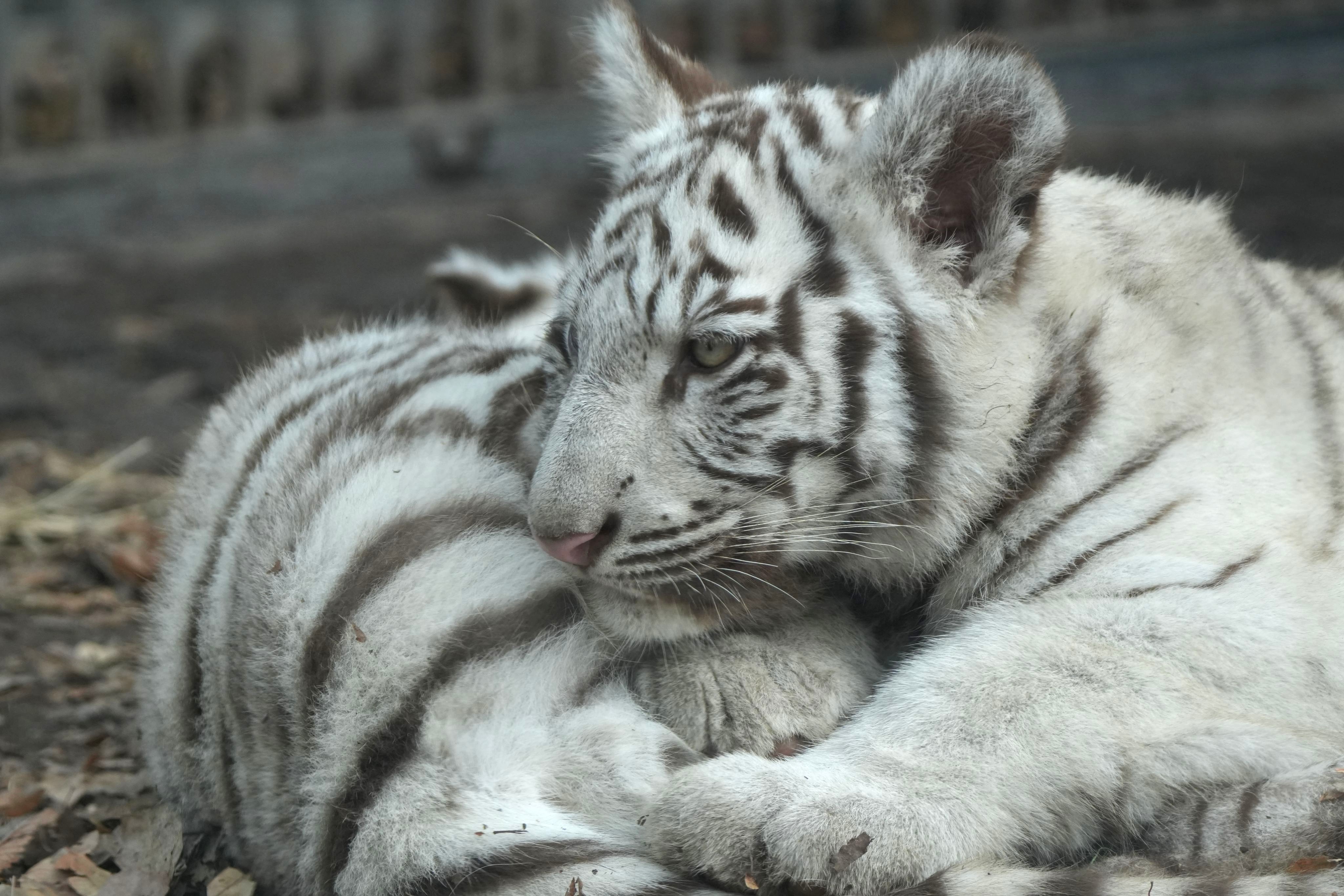 ◆オーダー用◆ダイカット シロクマ 親子 お値段なんと1,340万円！？実物大のシロクマ親子と自宅で暮らそ