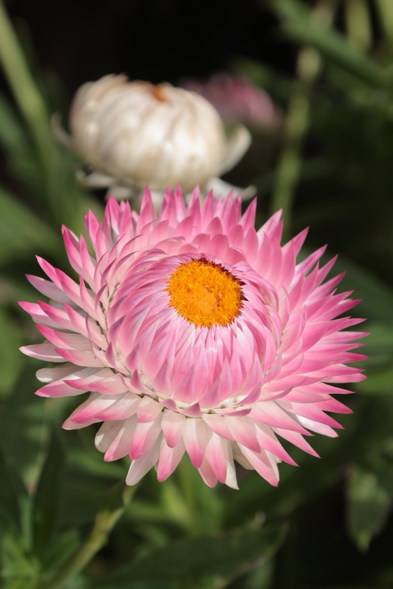 gontanokoneroku's tweet photo. Strawflower 😊
#Photography #Flowers #Strawflower https://t.co/x4BFC1XtHk