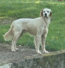 MissingTarn81's tweet photo. 07.10.25 Signalé errant (depuis plusieurs jours) : chien Setter à Rabastens (vers le centre équestre). #Tarn https://t.co/knFEcvQB5Y