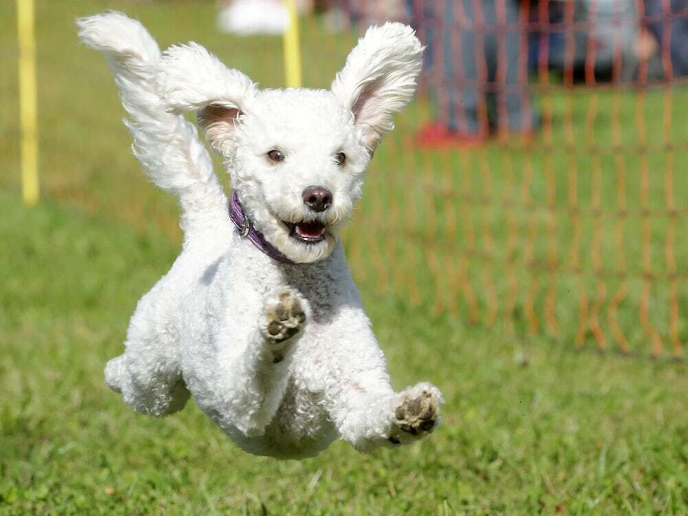 Haustiere: Hat Bello sein Bewegungsziel erreicht?
ift.tt/Ec4Pwna
#SZ #Politik #GRBsB #Gesundheit

Das Geschäft mit Haustier-Trackern boomt. Die Geräte liefern nicht nur den Standort von ausgerissenen Hunden, Katzen und Pferden, sondern auch Gesundheitswerte wie Ruhepul…