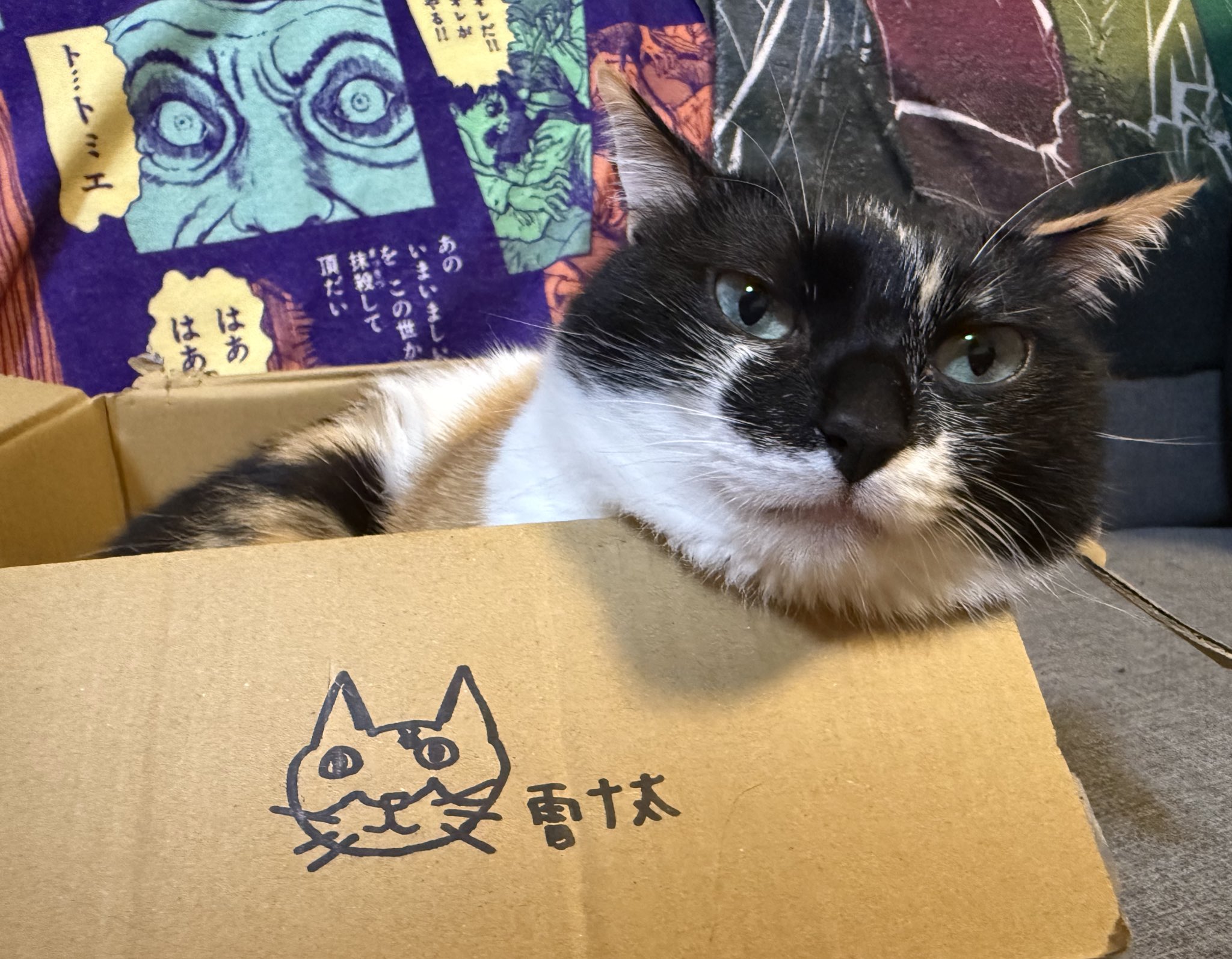 猫のお雛様【大】＋3匹官女╰(*´︶`*)╯♡ 雷十太先生 (@asjSvnCZl18wKXM) / X