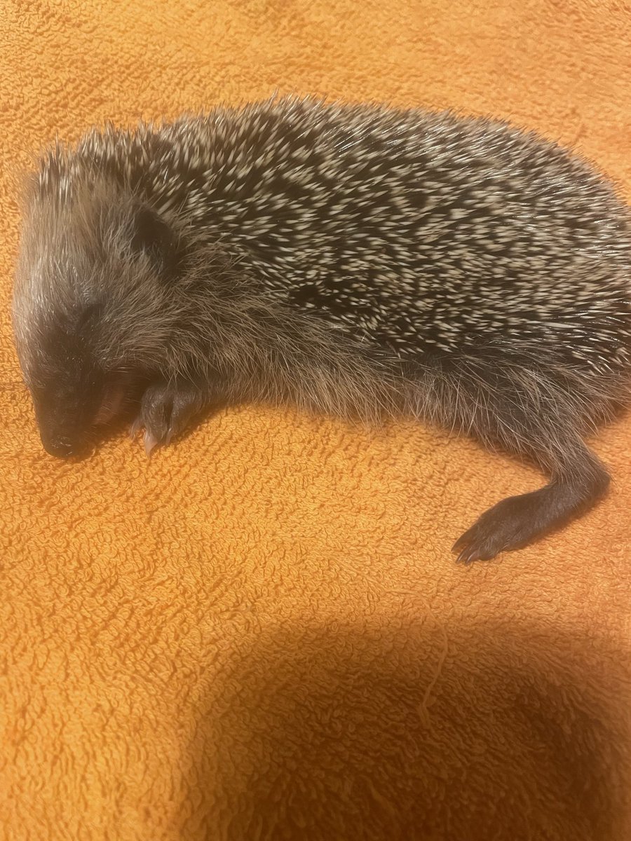 🕯️ Ich habe gestern wieder einen vergifteten Igel bekommen 🕯️😭 was ist nur in unserer Stadt los ? 😭 alle Maßnahmen waren zu spät 😭 ich werde auch ihn, obduzieren lassen 😭 der andere Igel hatte Rattengift gefressen 😭 🕯️