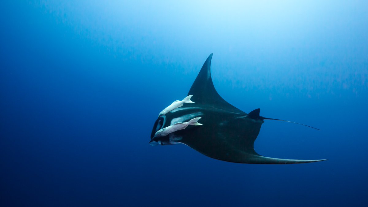 Stacy Jupiter tweet media