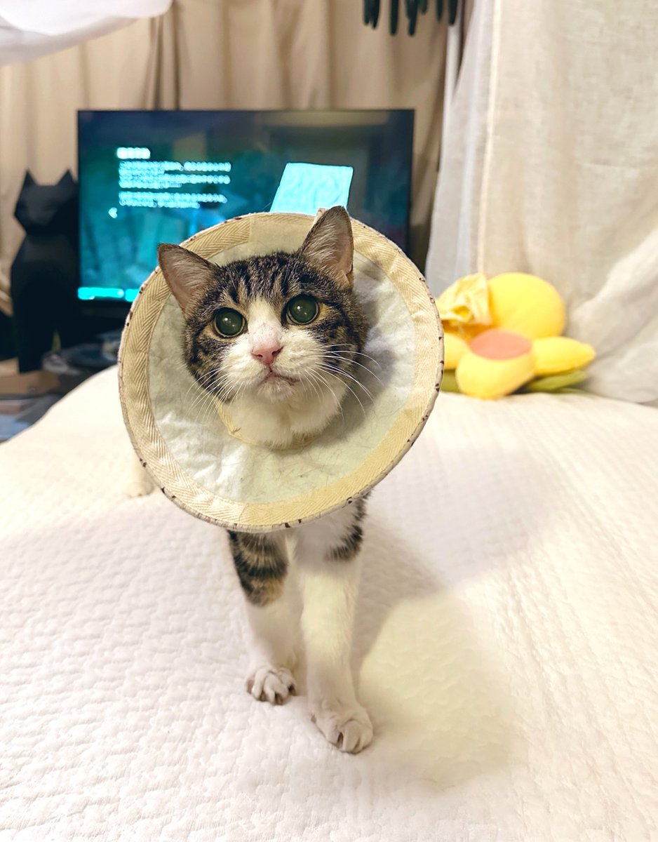 猫さん Amazon.co.jp: 猫壱: 商品一覧