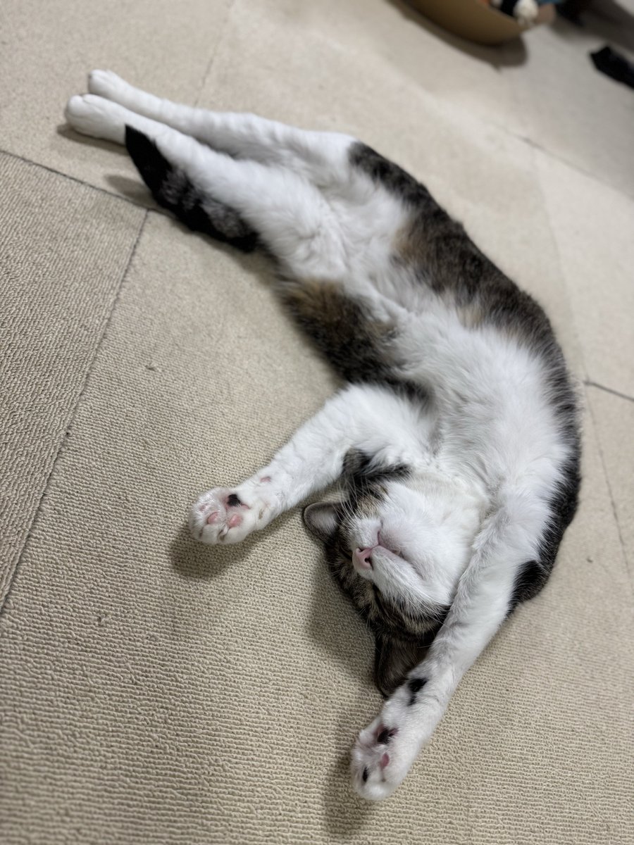こんばんにゃすぅ〜🌛
