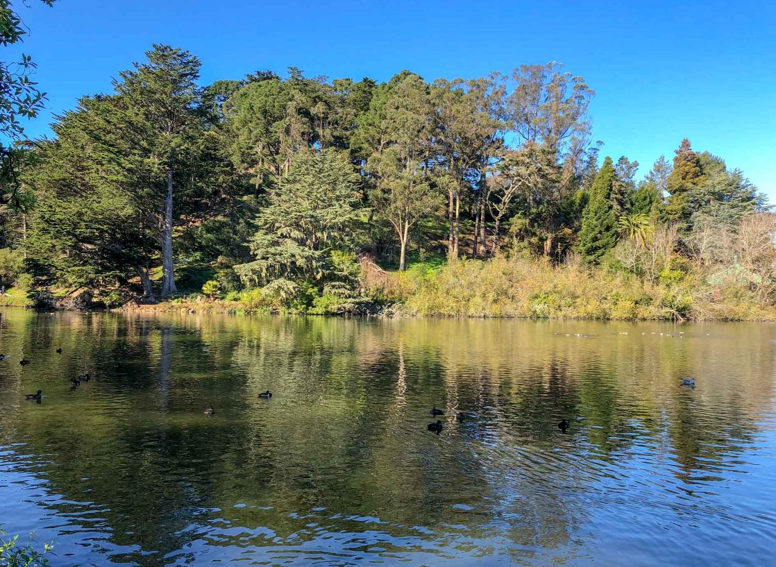 BCardno's tweet photo. #poetrycommunity #writingcommunity 

A Doughnut-Shaped Lake 

One 
can 
go 
for 
a 
rowboat 
ride 
to
glide
around 
a 
doughnut-shaped 
Blue 
Heron 
Lake 
in
San
Francisco's
Golden 
Gate 
Park 
to 
escape 
into 
an 
oasis 
of
serenity,
bask 
in 
the 
vivid 
sights
of
nature, https://t.co/yk6IiJQebO