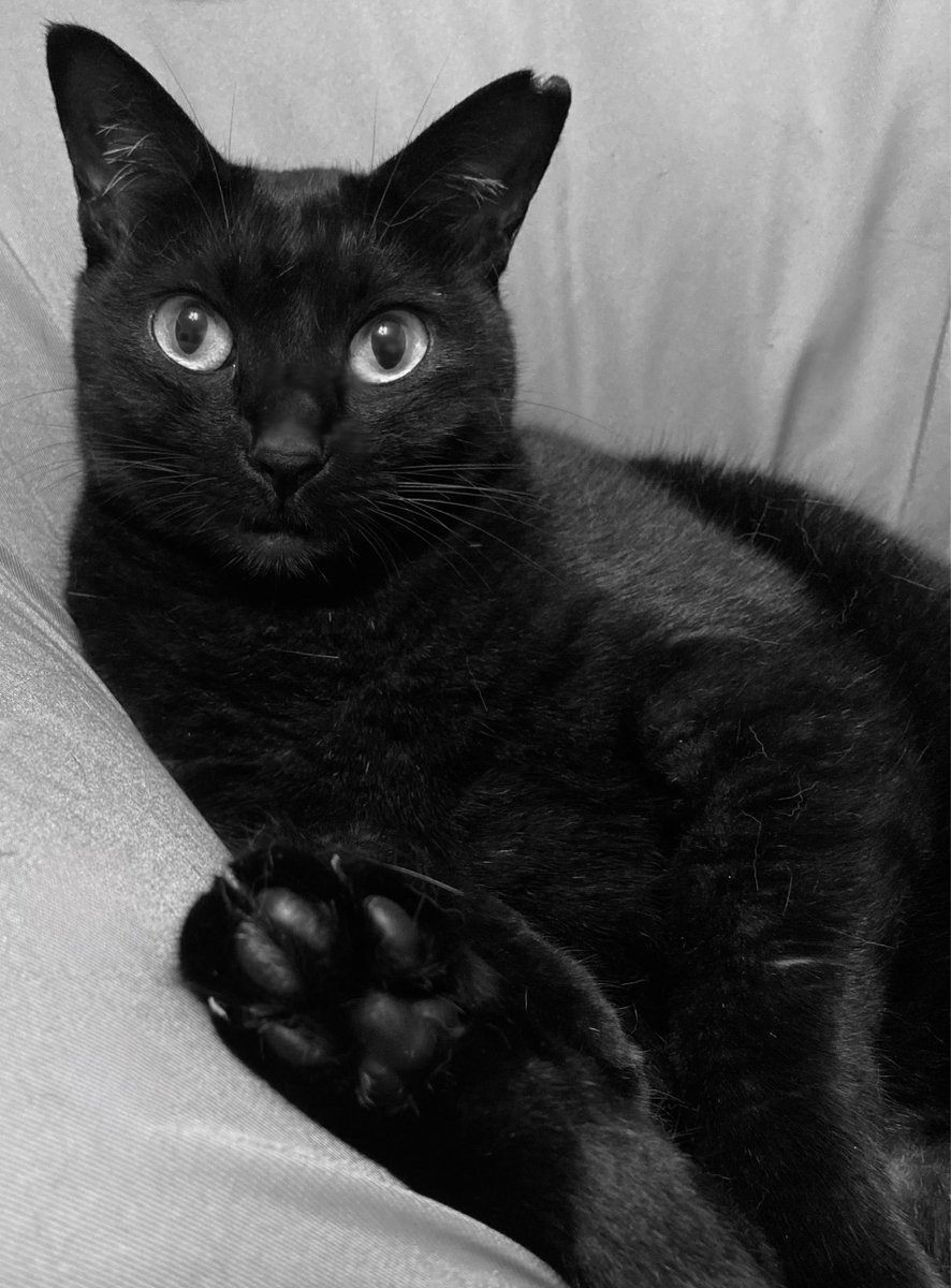 黒猫3 黒猫つくねちゃん太しっぽ on X: 