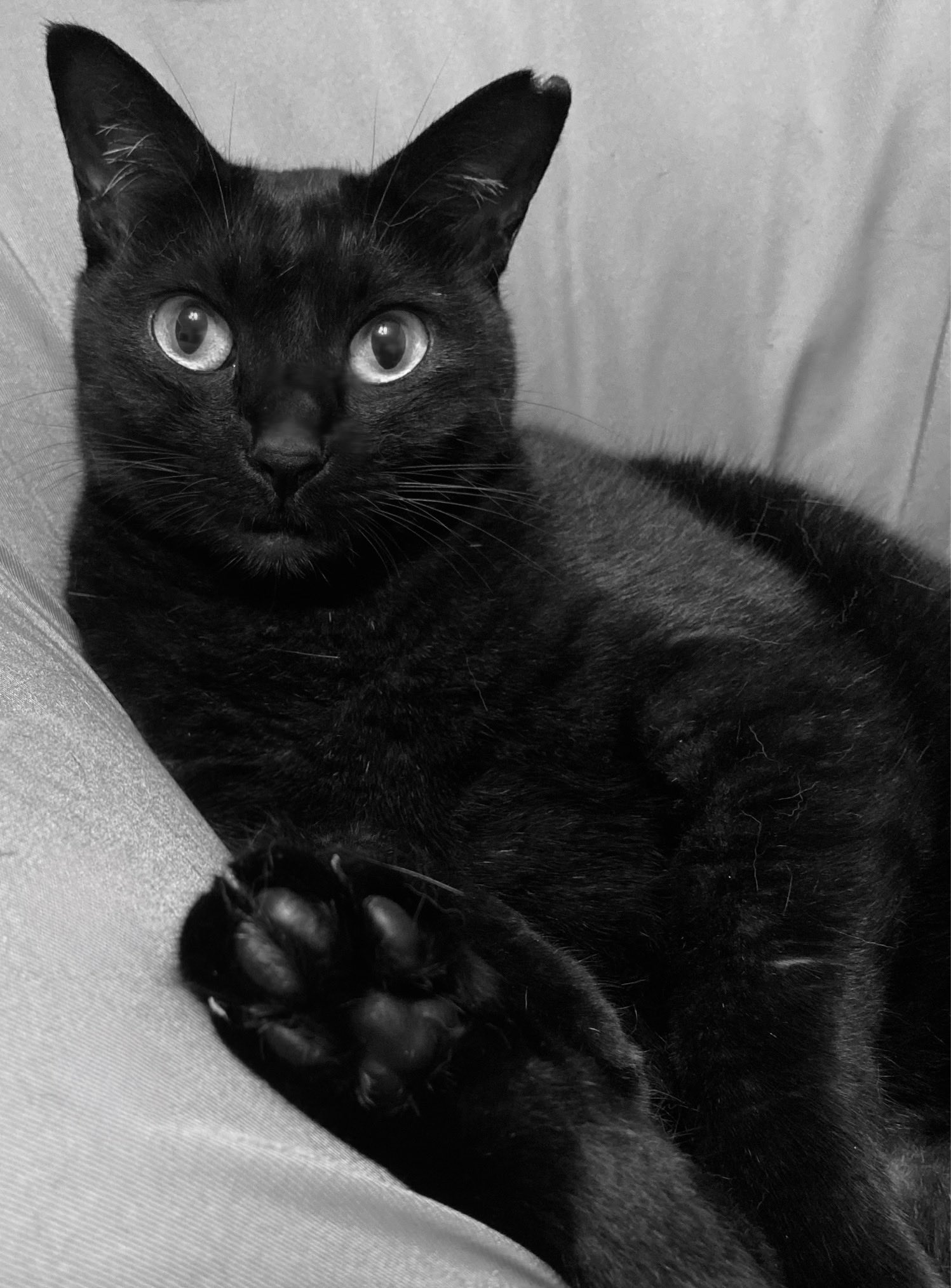 黒猫 梅子の部屋 on X: 