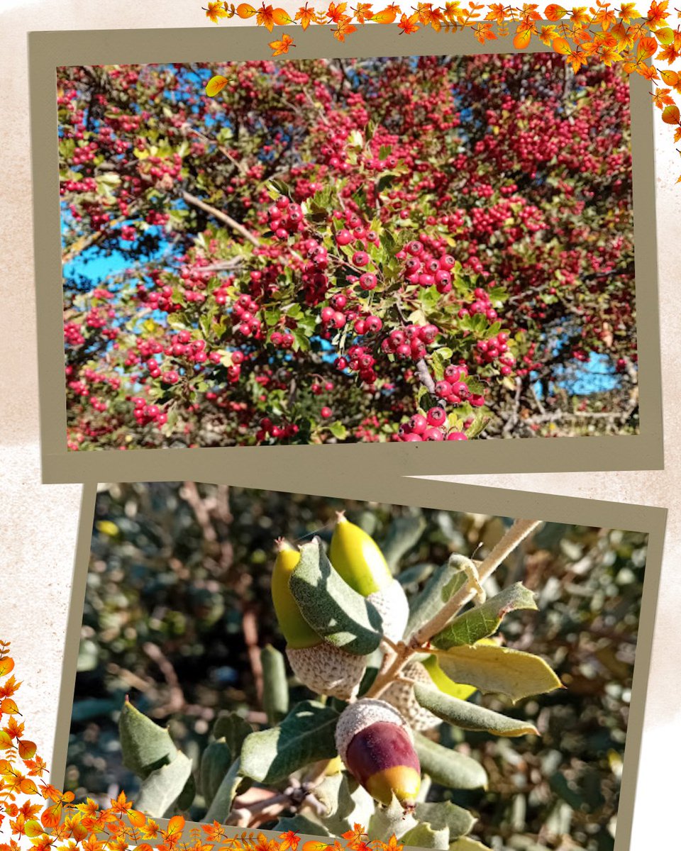 El domingo pasado realizamos la ruta de vegetación de otoño en el entorno de Boadilla🌳
Vimos a los majuelos con fruto, las bellotas en las encinas, el cambio de color de las hojas de los árboles...🍂
Además, el día nos acompañó muy bien☀️
¡Gracias a todos los que asististeis!