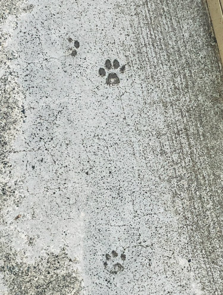 コンクリートに猫の足跡見つけたよ🐈‍⬛🐾

すっかり秋で肌寒くなってきた🍁
秋服新しいの買わないと！