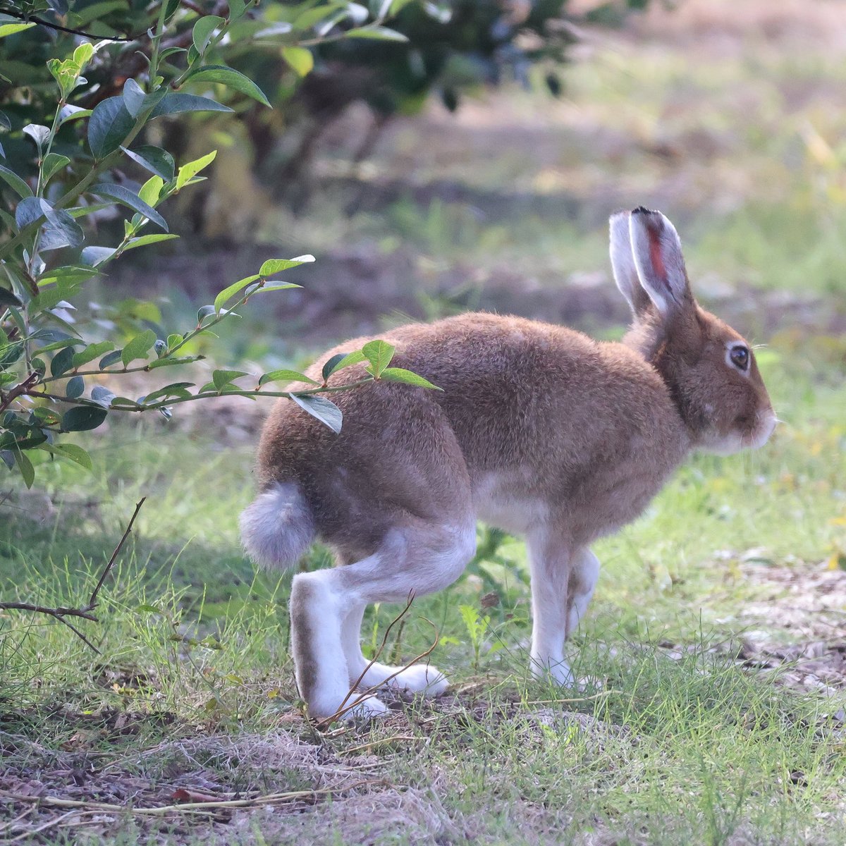 あくびから伸びて動き出す野生のうさぎさん。換毛も始まり少しずつ夏色から冬色へと変化してきたエゾユキさんですが換毛は脚や耳から先に変化してくるのがよくわかります。相変わらずエゾユキさんの特徴でもある長い脚が素敵ですね。