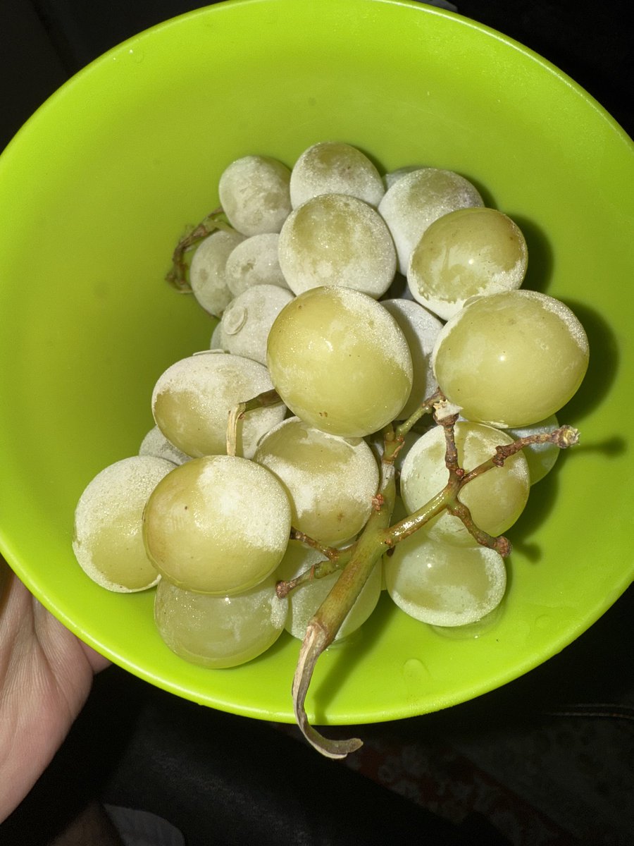 _Fjayyy's tweet image. Makan anggur beku ni serious boleh jadi ketagih 😂