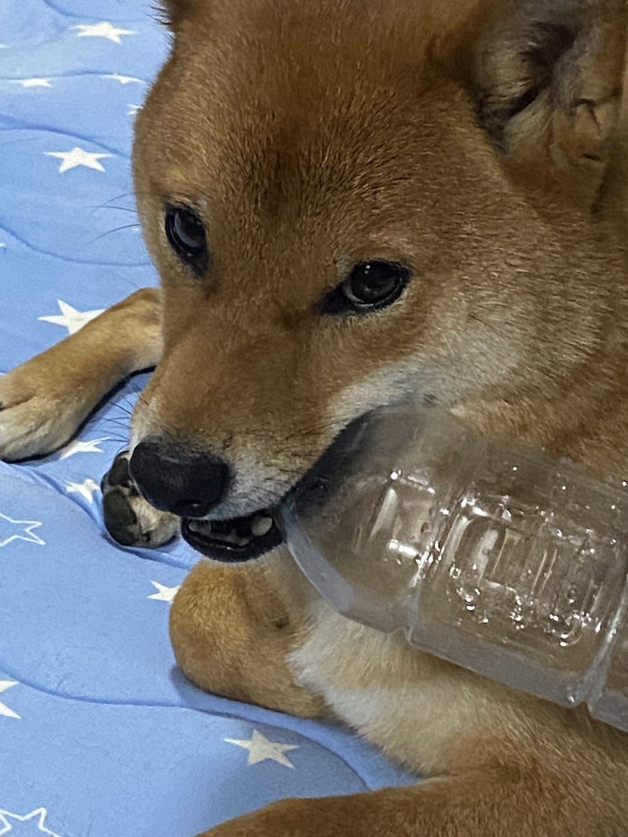 絶対に渡さないって顔してる