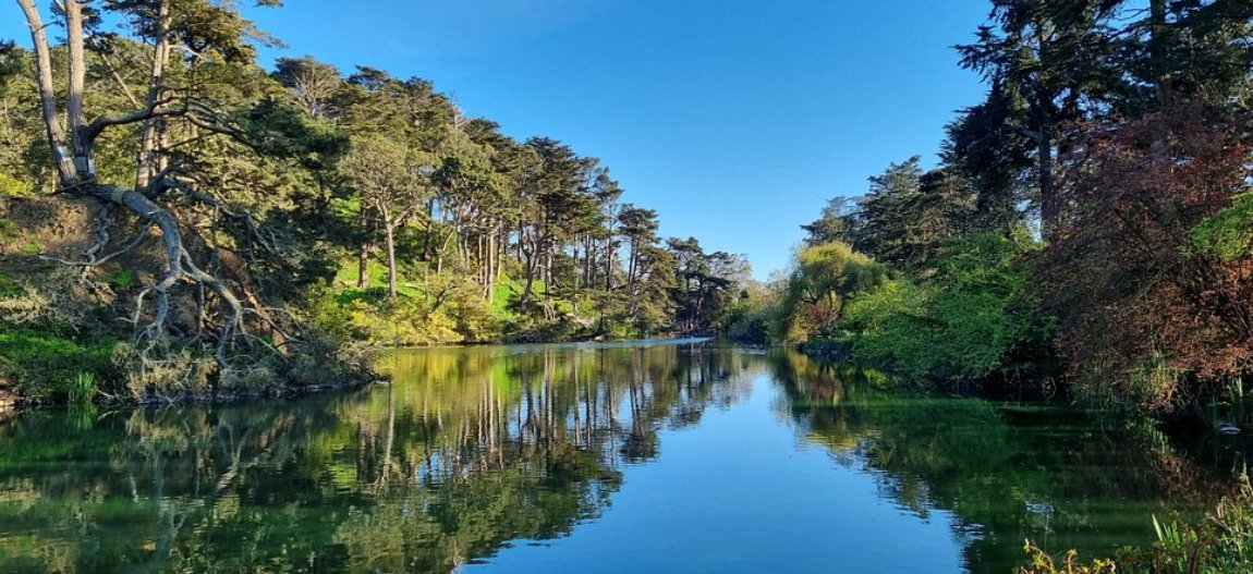 BCardno's tweet photo. #poetrycommunity #writingcommunity 

A Doughnut-Shaped Lake 

One 
can 
go 
for 
a 
rowboat 
ride 
to
glide
around 
a 
doughnut-shaped 
Blue 
Heron 
Lake 
in
San
Francisco's
Golden 
Gate 
Park 
to 
escape 
into 
an 
oasis 
of
serenity,
bask 
in 
the 
vivid 
sights
of
nature, https://t.co/yk6IiJQebO