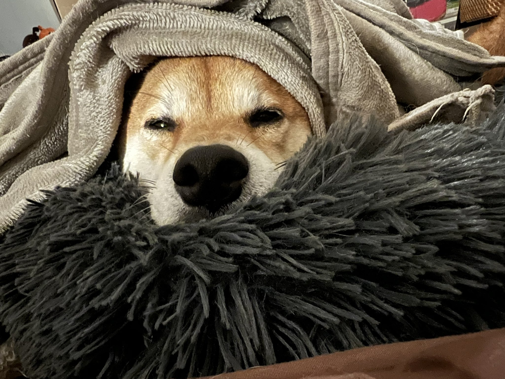 くう太郎 T-BOXT-JP-KENTARO