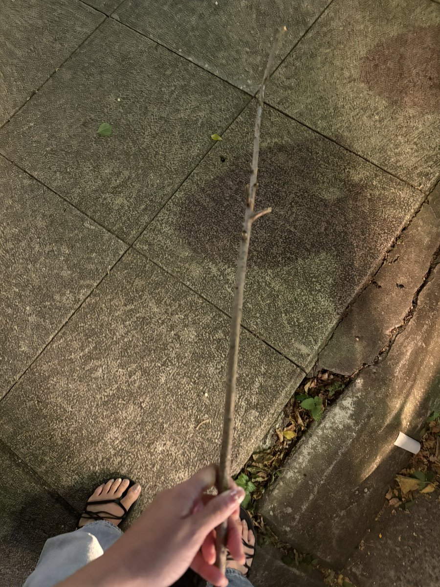 撿到很直的樹枝 有誰撿比我直 https://t.co/vssEO6hZtM