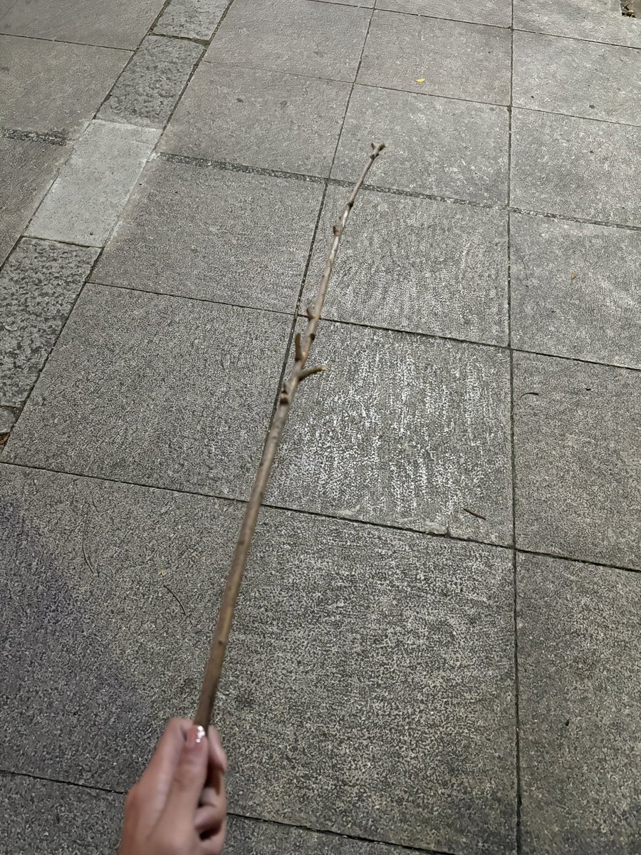 撿到很直的樹枝 有誰撿比我直 https://t.co/vssEO6hZtM