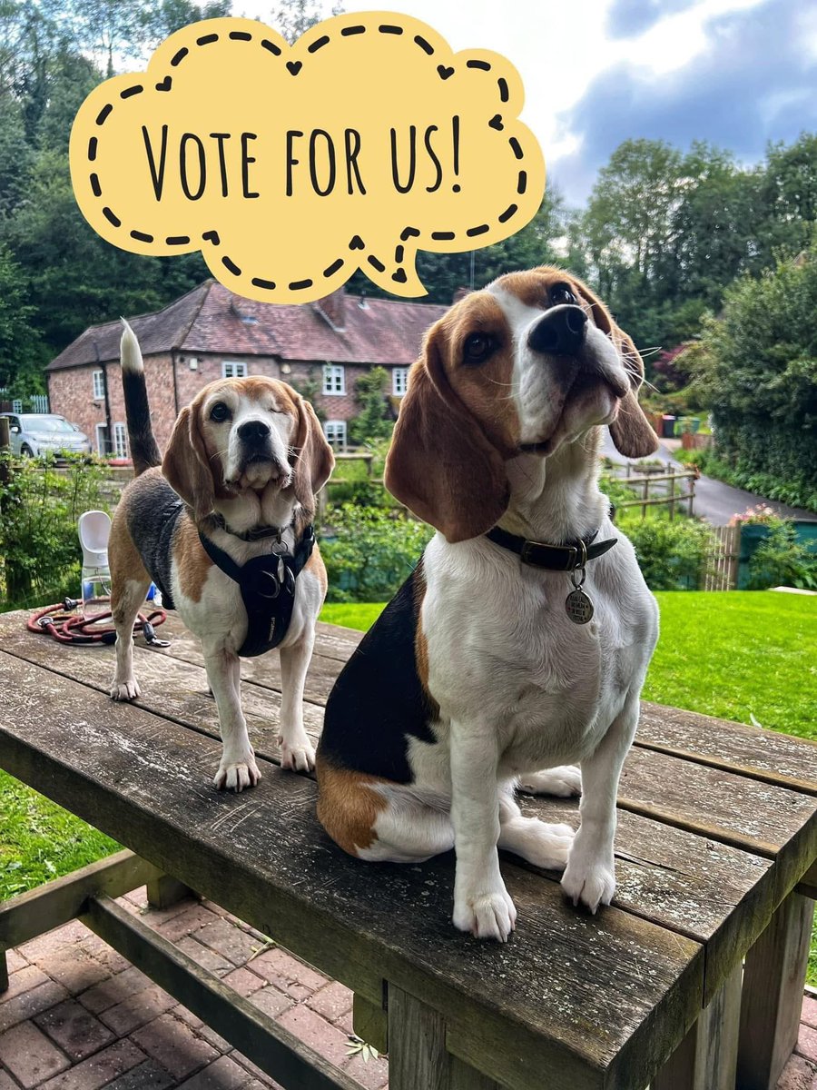 thebertiebeagle's tweet photo. https://t.co/KUCqFpEqlK https://t.co/TEBq1UnPIw