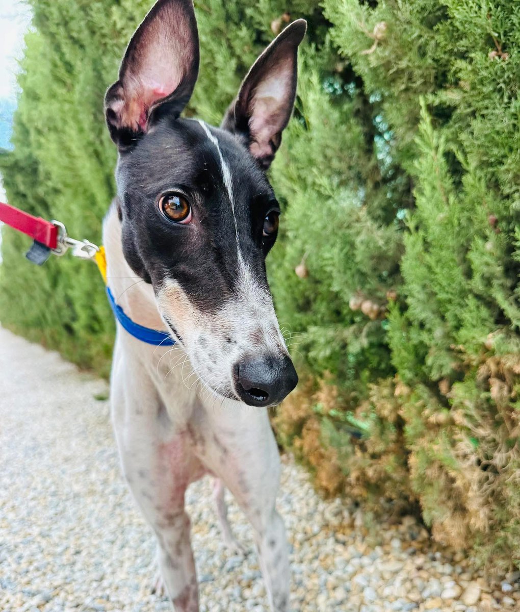 GalgosdelSol's tweet image. The look of ‘I’ve been lucky’ from the lovely Nibbles ❤️
Nibbles is up and at it but still not out of the woods. 
He had ingested rat poison before being rescued but luckily it was detected and we got him on treatment straight away. 
It could have been a whole other story for…