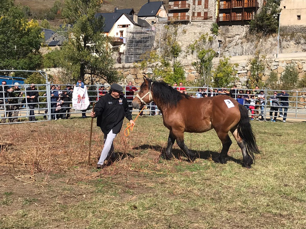 Ara Lleida (@aralleida) on Twitter photo No et perdis el Concurs de Cavall Pirinenc Català a Salardú l'11 d’octubre! 🐴
Gaudeix de l’exhibició d’aquests magnífics cavalls i connecta amb la tradició equina de la Val d’Aran.
ℹ️ nautaran.org
#AraLleida #BiosphereDestination 🌱 #ADNLleida 🦋💚🌍 No et perdis el Concurs de Cavall Pirinenc Català a Salardú l'11 d’octubre! 🐴
Gaudeix de l’exhibició d’aquests magnífics cavalls i connecta amb la tradició equina de la Val d’Aran.
ℹ️ nautaran.org
#AraLleida #BiosphereDestination 🌱 #ADNLleida 🦋💚🌍