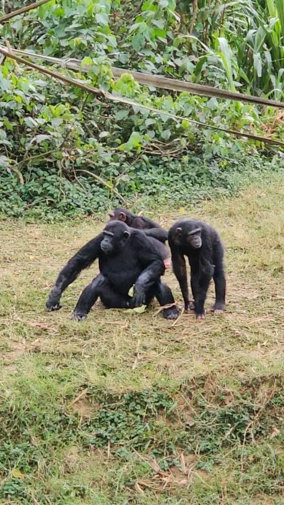 EscapeAdventur1's tweet photo. Kibale National Park offers an unforgettable chimpanzee trekking experience, allowing you to observe these fascinating creatures up close in their natural habitat. For more contact us on escapeadventuretours@gmail.com or WhatsApp: +256773450092 https://t.co/snkLSZ03b1