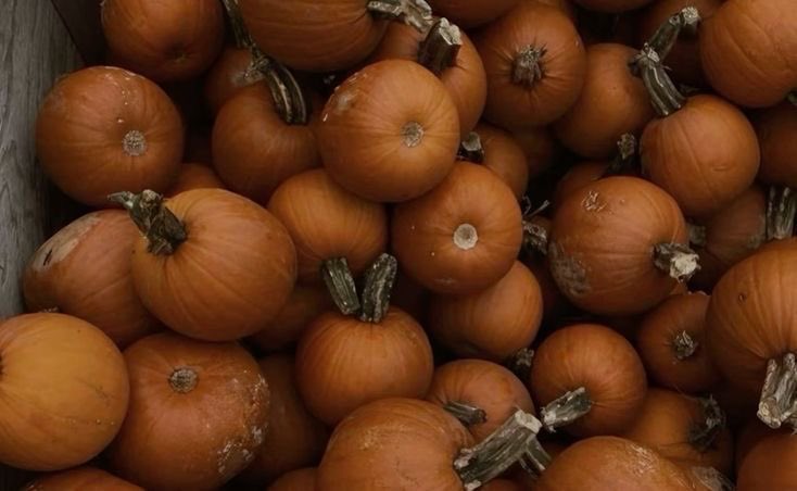 —pumpkin spice