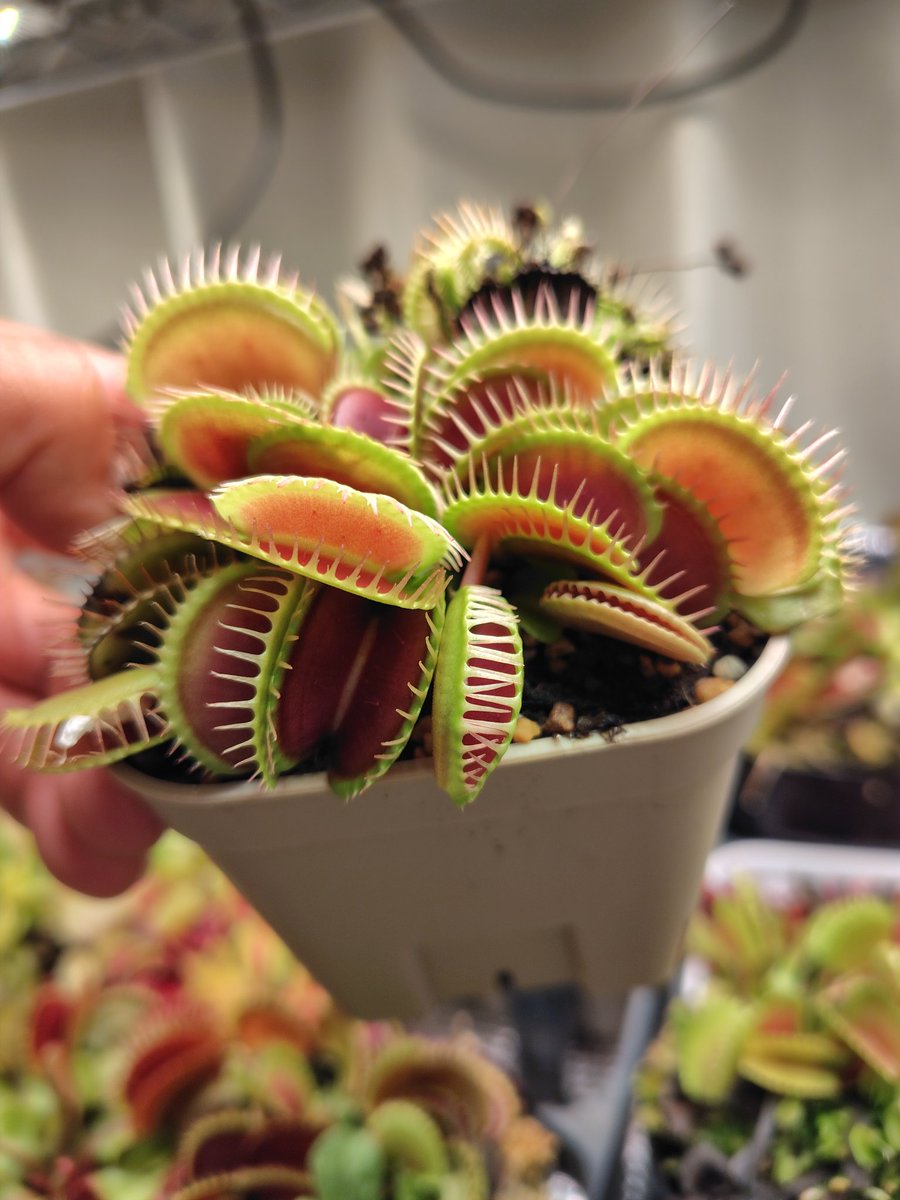 たまに「葉柄が無いハエトリソウ作ったらカッコ良いと思うのですが！！」と言われることがあるのですが、葉柄がなくなると葉を出す隙間が無くなるから綺麗に育てるのが凄く難しくなるんです。