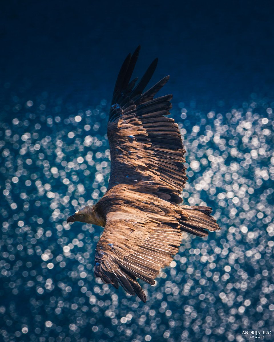 IlicImages's tweet image. Griffon vulture (Beloglavi sup)
Uvac river, Serbia
#srbija #serbia #wildlife