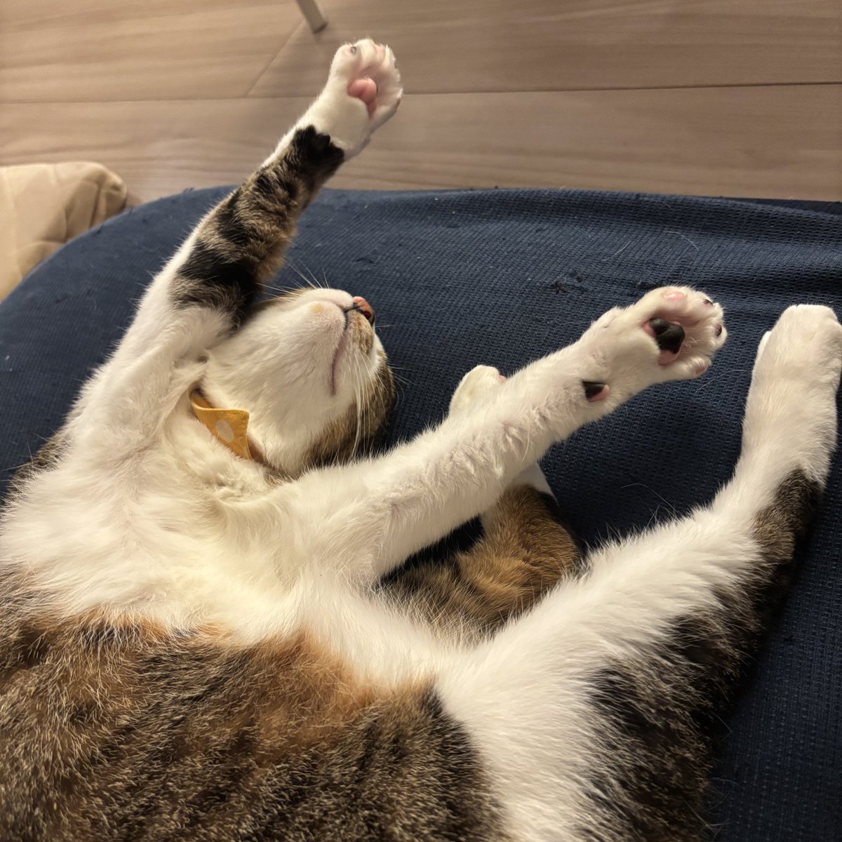 RuKoCatswithFIV's tweet photo. 顎撫でられながらそのまま寝ちゃった…🐾 https://t.co/K0lEqglWgf