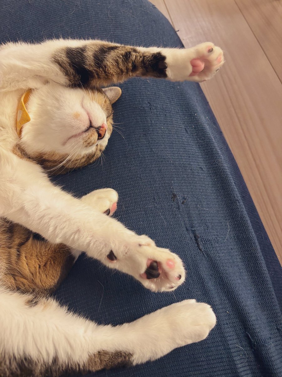 RuKoCatswithFIV's tweet photo. 顎撫でられながらそのまま寝ちゃった…🐾 https://t.co/K0lEqglWgf