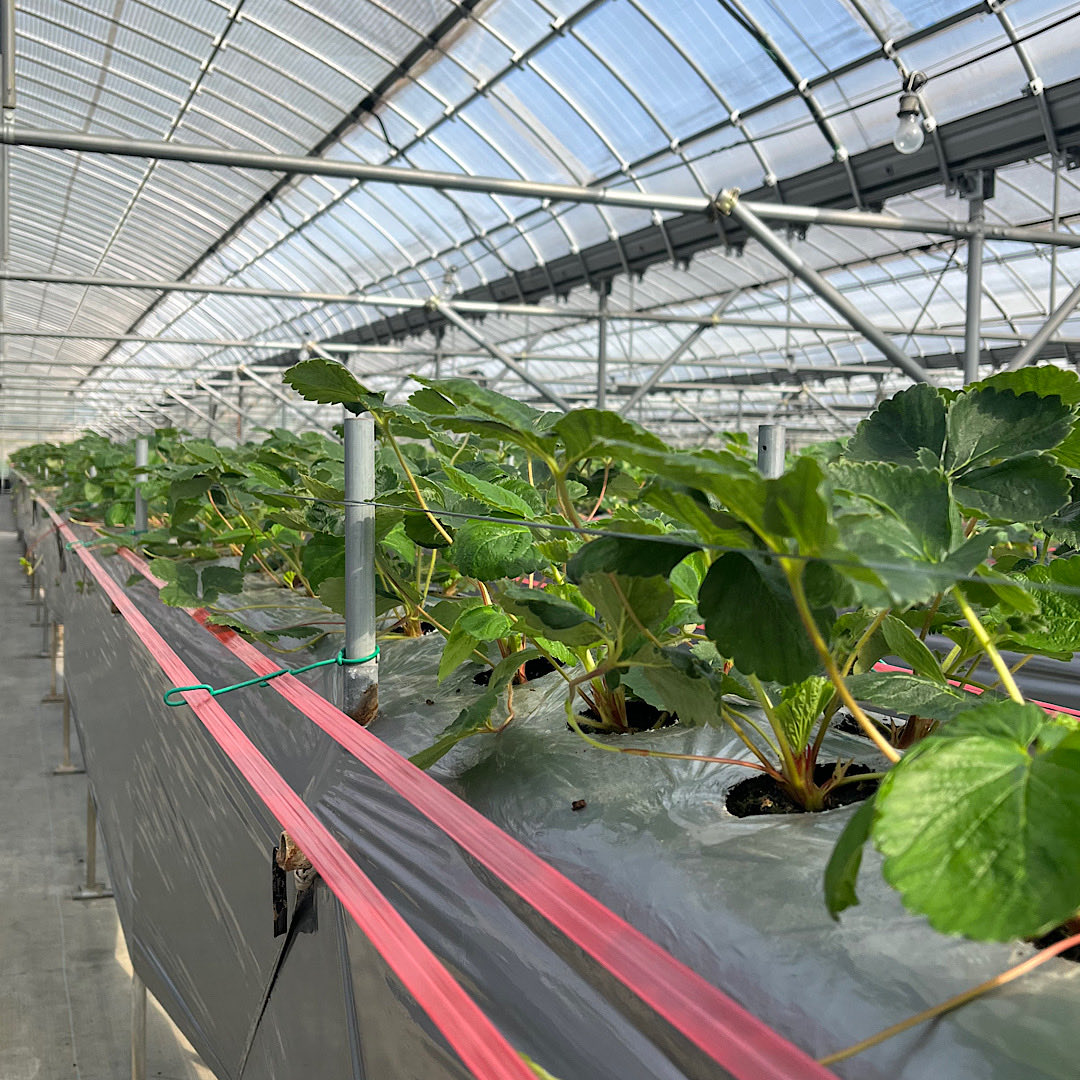 はっとりさんちのいちごばたけ on X