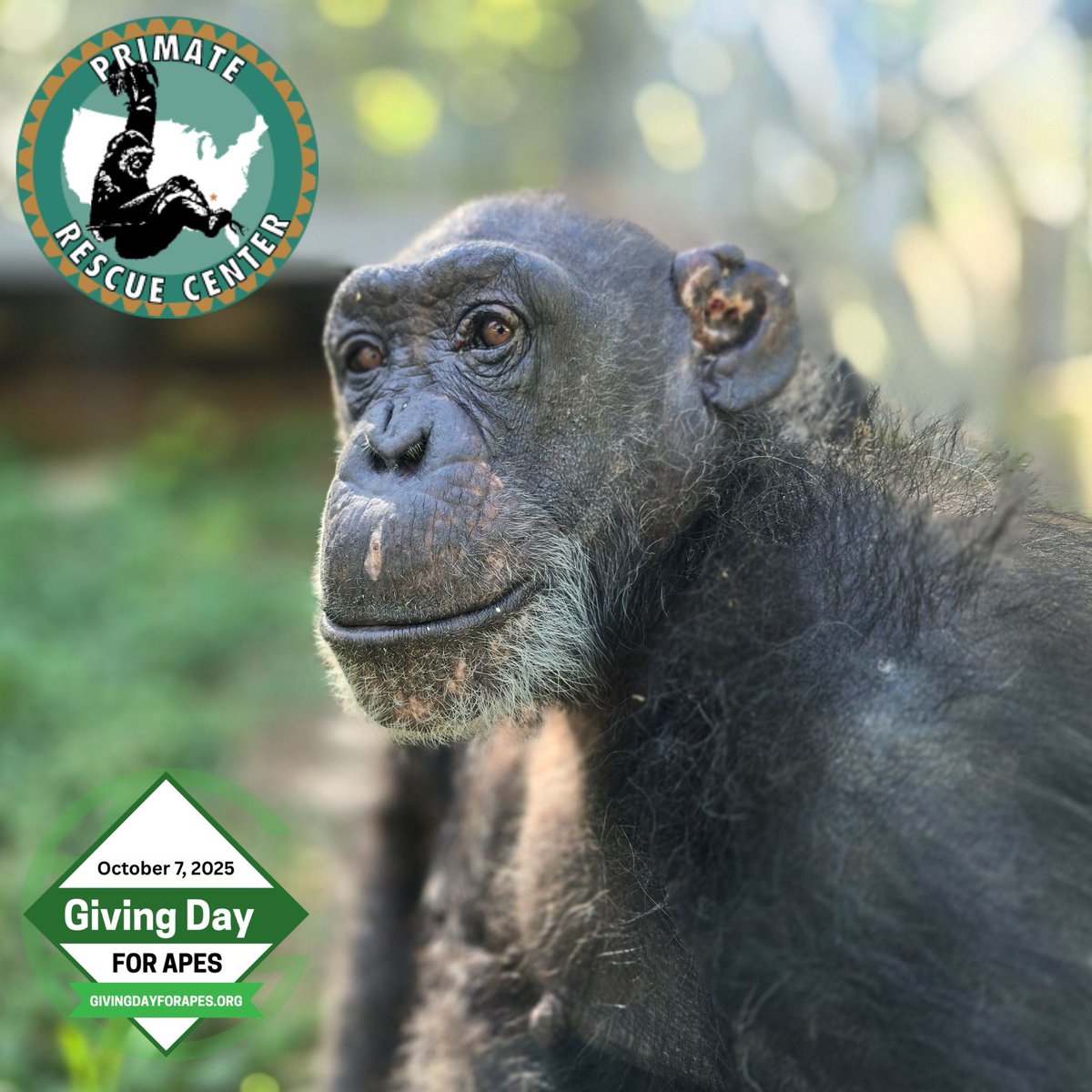 Zulu relies on multiple medications to alleviate arthritis and joint pain, lower her blood pressure, and control the growth of a fibroid tumor in her uterus, with expenses reaching $250 each month in addition to her general care costs. Support Zulu's care!
givingdayforapes.org/organization/P…