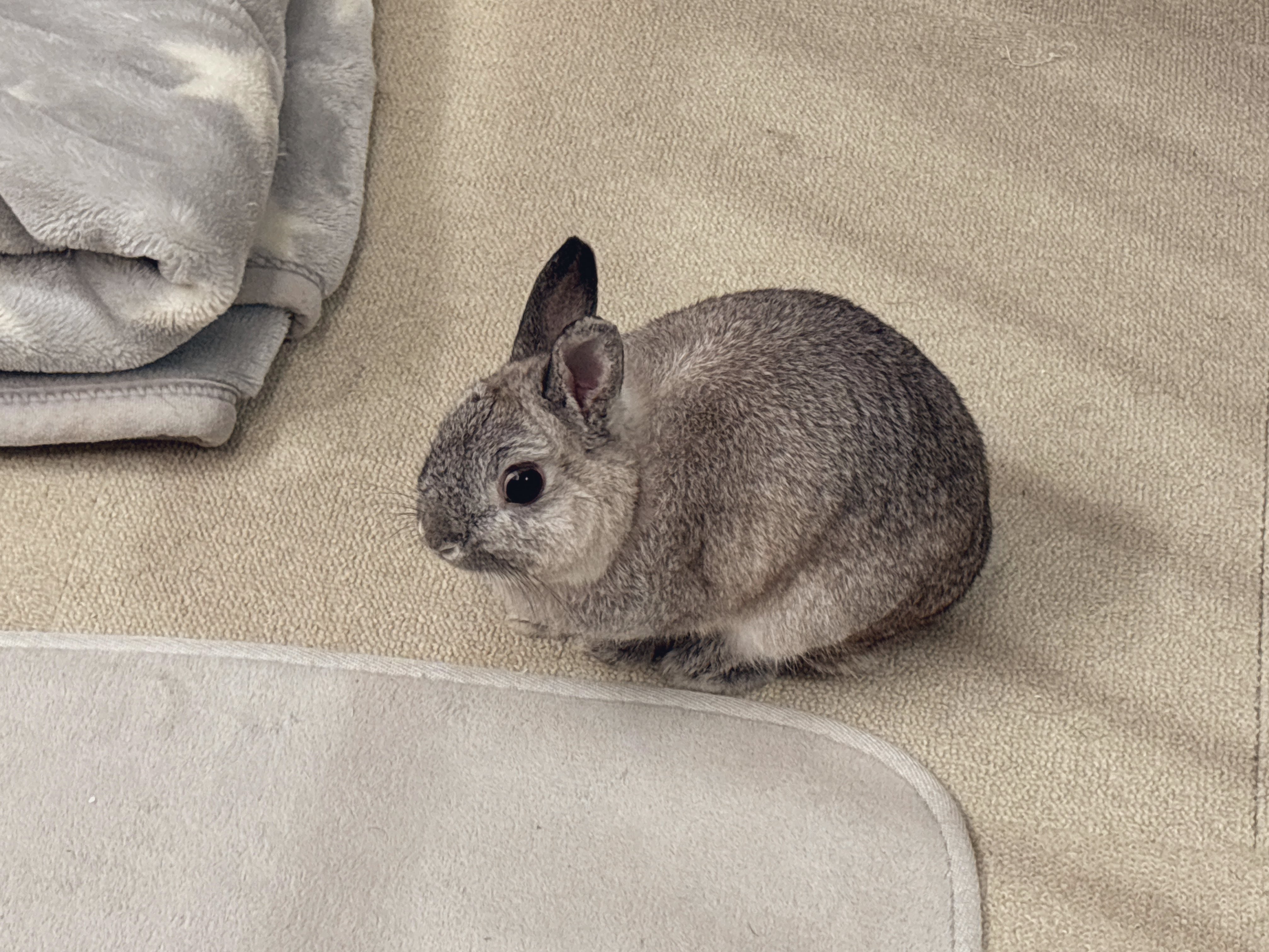 うさぎだいすき だいすきちいかわ シェイプブックミニ たのしいね! うさぎ