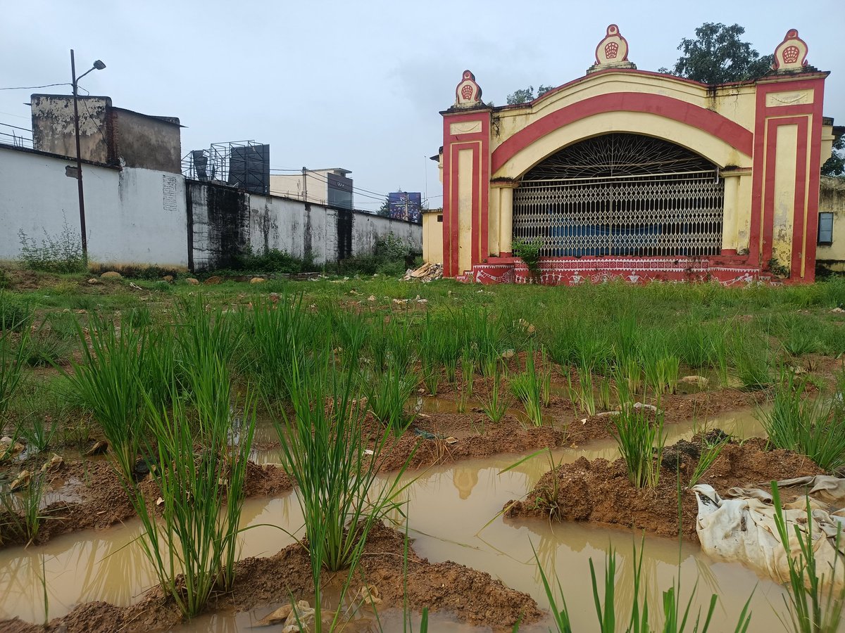 prasant03591483's tweet photo. ଐତିହାସିକ କଳାମଣ୍ଡଳ ପଡିଆରେ ଧାନ ଚାଷ
ବଲାଙ୍ଗିର ସହରର କେନ୍ଦ୍ର ସ୍ଥଳିରେ ରହିଥିବା କୋଳଶ କଳା ମଣ୍ଡଳର ଉନ୍ନତିକରଣ ପାଇଁ ରାଜ୍ୟ ସରକାର ବିଗତ ଦିନରେ ୩ କୋଟି ୯୦ ଲକ୍ଷ ଟଙ୍କା ମଂଜୁର କରିଥିଲେ । କିନ୍ତୁ କାର୍ଯ୍ୟଭାର ନେଇଥିବା ସଂସ୍ଥା କୋଶଳ କଳା ମଣ୍ଡଳ ପଡିଆରେ ମାଟି କାଦ https://t.co/W5VKXeQv0p