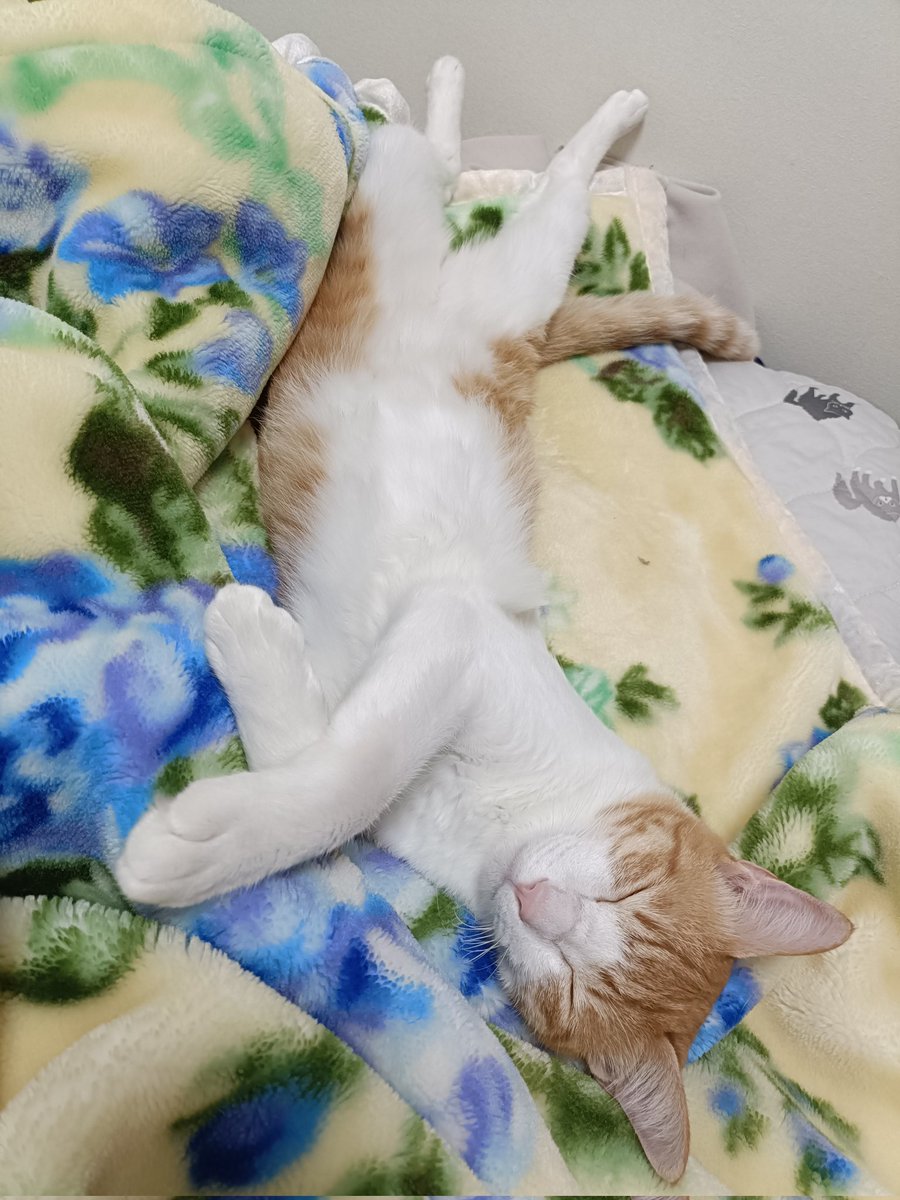 まめたろ (@kuromametaro620) / Posts / X