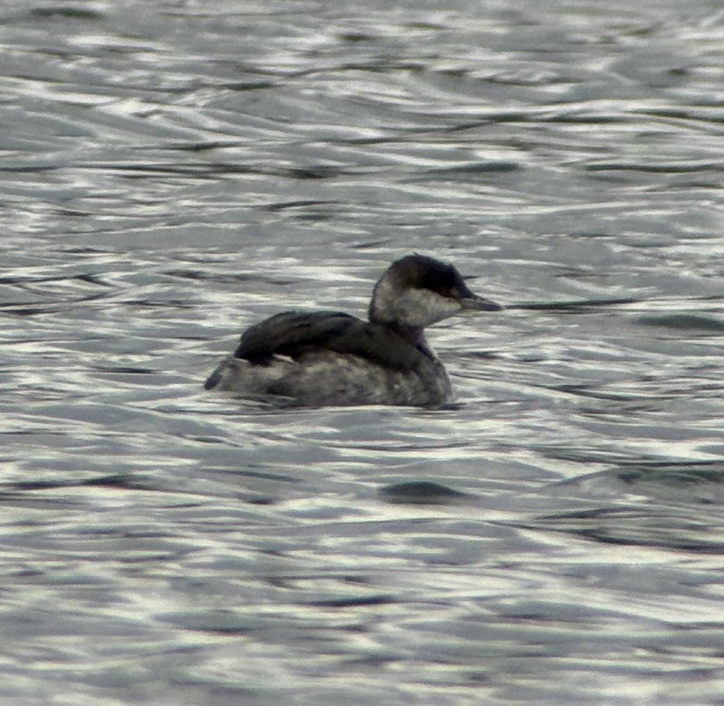 Heavily cropped photo of the Slav Grebe at Hemingbrough today <a href="/YorkBirding/">York Birding</a>