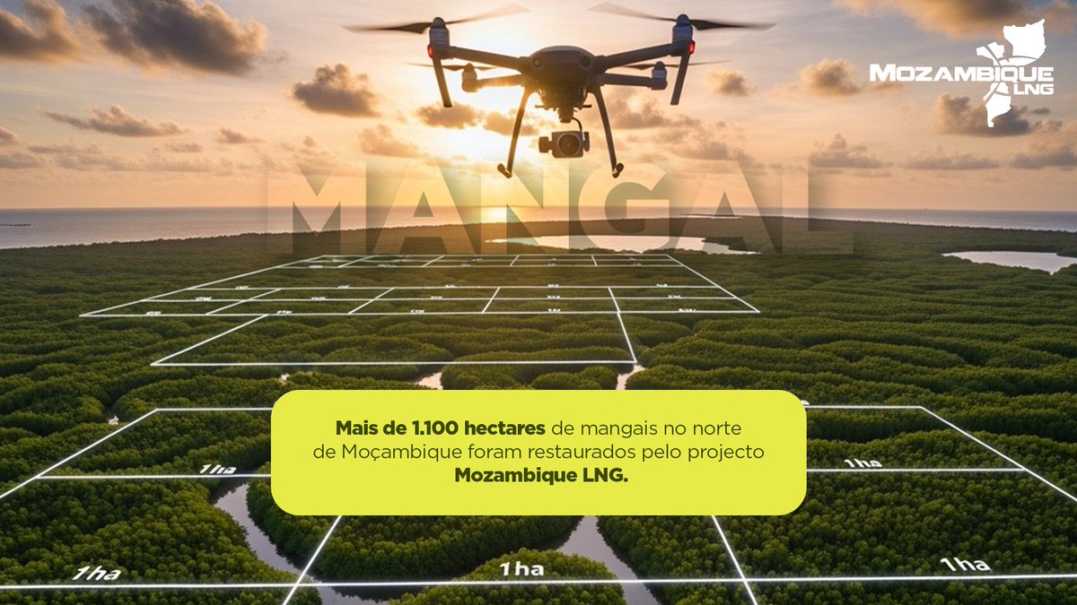 O Projecto Mozambique LNG já restaurou mais de 1.100 hectares de mangais, contribuindo para a preservação de um dos ecossistemas mais importantes para o equilíbrio ambiental. Esta acção é realizada em parceria com comunidades locais e organizações especializadas.